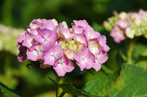 DSC_A00550006.jpg
