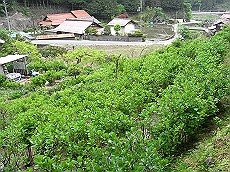06_RIMG0399 (14)_thumb.jpg