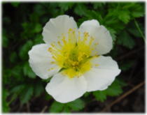 �`���O���}