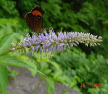 �N�K�C�\�E