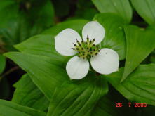 �S�[���^�`�o�i