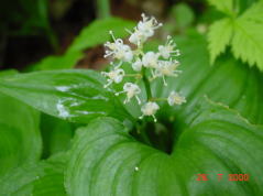 �}�C�Y���\�E