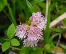 �R�C���J�K�~