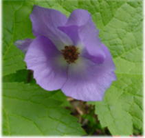 �V���l�A�I�C