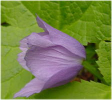 �������̃V���l�A�I�C