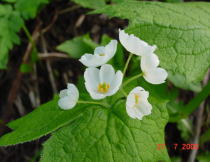 �T���J���E