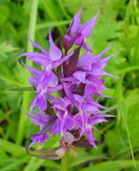 �n�N�T���`�h��