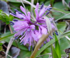 �V���E�W���o�J�}