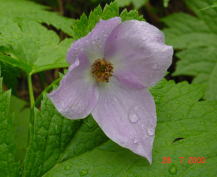 �V���l�A�I�C