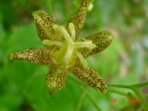 �z�g�g�M�X