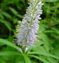 �N�K�C�\�E