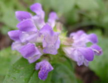 ���O���킩��Ȃ�