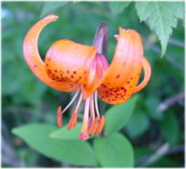 �N���}����