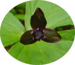 �G�����C�\�E