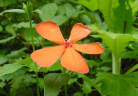 �傫�ȃt�V�O���Z���m�E