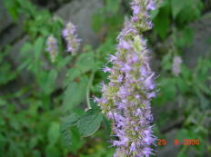 �J���~�h��