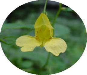 �L�c���t�l