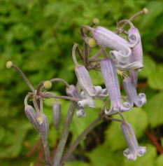 �s�v�c�ȉԂł�