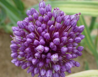 ���O���킩��Ȃ������ꂢ�ȉ�