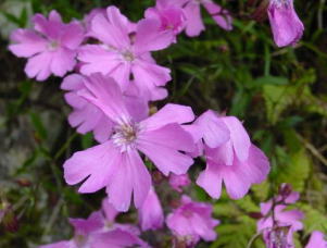 �I�I�r�����W