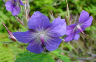 �^�J�l�O���i�C�t�E��