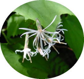 �I�N���~�W�n�O�}