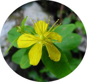 �I�g�M���\�E