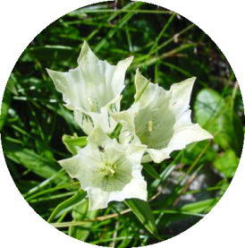 �g�E���N�����h�E