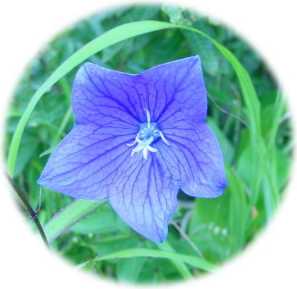 �F���N�₩�ȃL�L���E